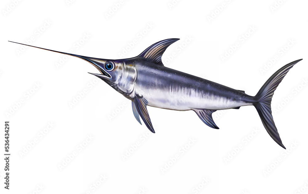 Swordfish, Xiphias gladius Swordfish, Xiphias gladius