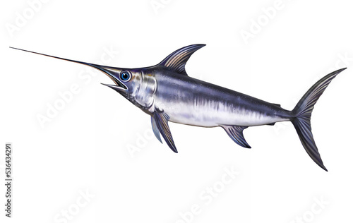 Swordfish, Xiphias gladius photo
