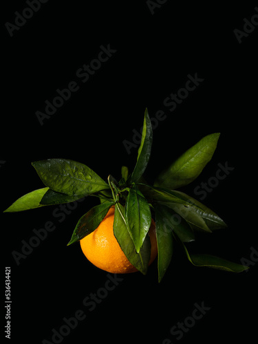 Tangerine with leaves in water drops on a black background