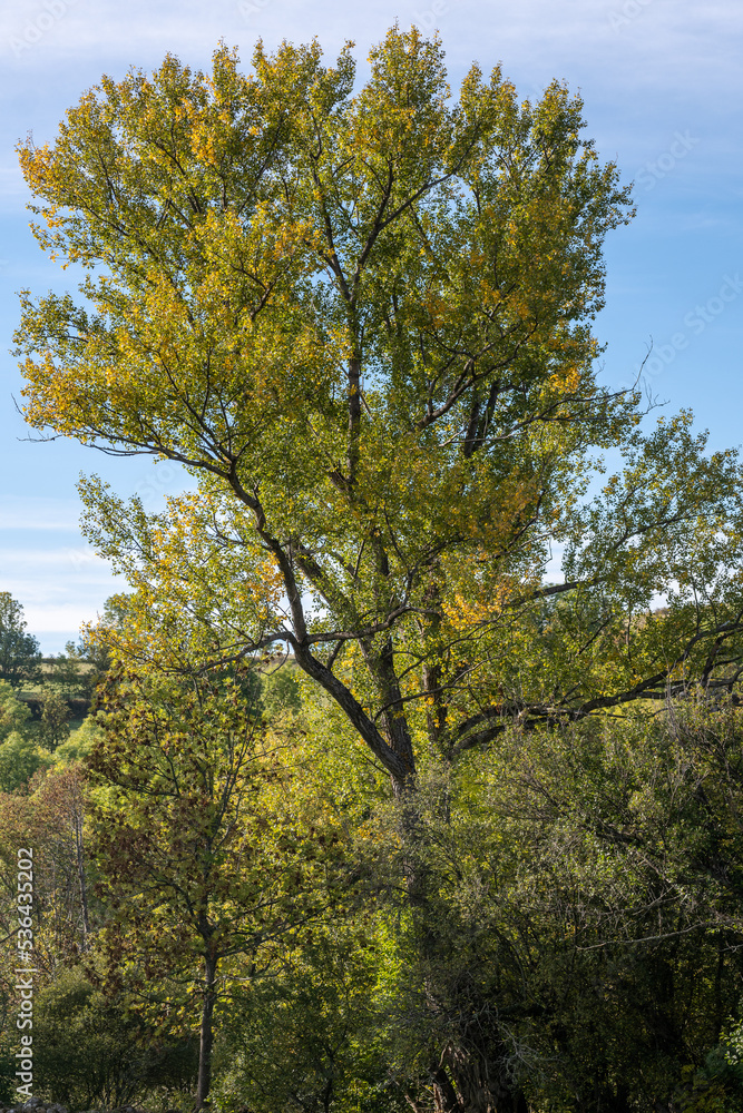 trees in autumn trees in autumn