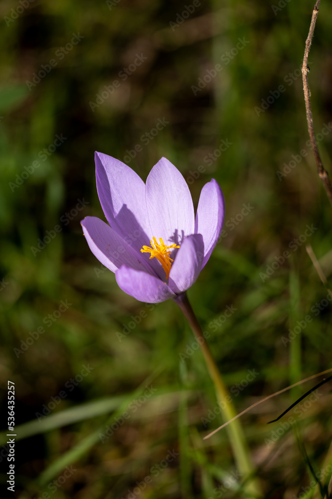 Fototapeta premium purple crocus flowers