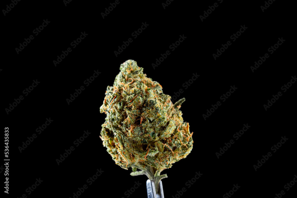 Close up dried cannabis buds, Weed buds, weed flowers with sativa, indica, hybrid strain