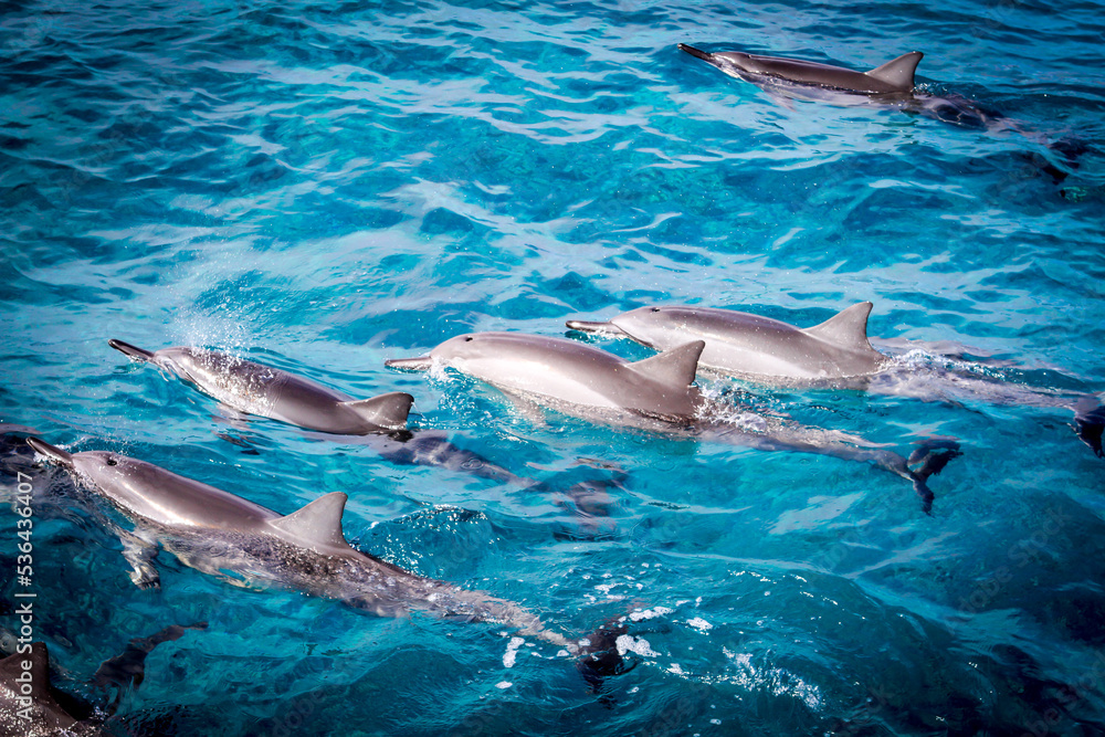 Naklejka premium Pod of dolphins swimming in Hawaii near Kuana in blue water swimming next to boat.