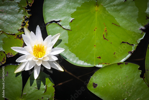 White and yellow waterlily blooming in the morning sun next to green lily pads on lake in Florida. photo