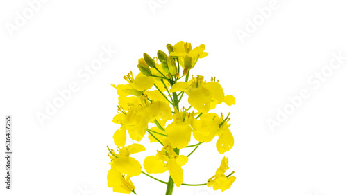 Colza flower. Rapeseed plant, colza rapeseed for green energy. Y photo