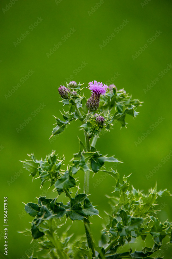 Purple Thistle Silybum marianum in the field on a sunny day. Purple Thistle Silybum marianum in the field on a sunny day.