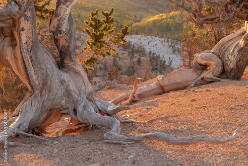 Fotografie The Gnarled trunk of a bristlecone pine tree frames an autumn landscape that glows with late evening light in the Twisted forest near Brian Head on Cedar mountain Utah
