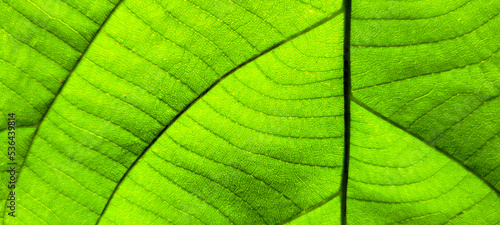 tropical green foliage with abstract lines