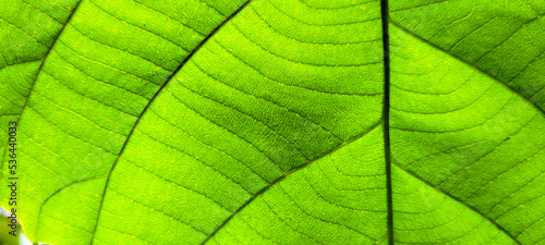 tropical green foliage with abstract lines