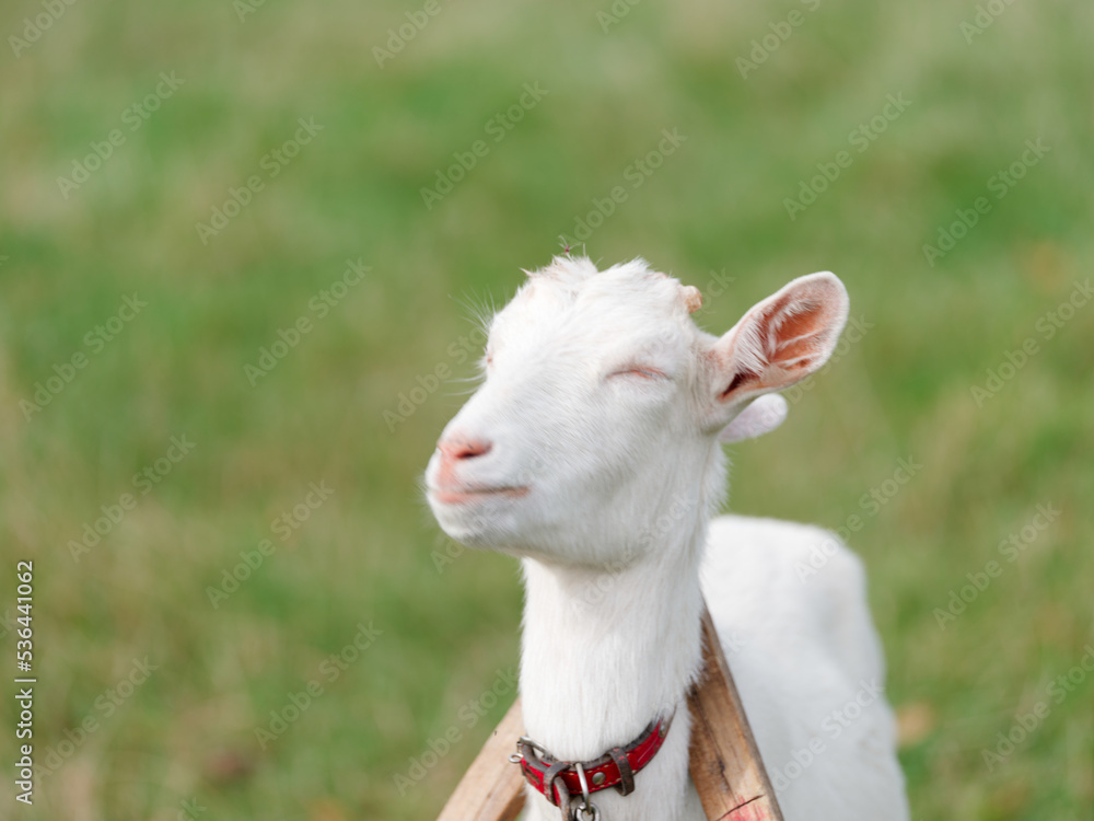 Obraz premium ヤギ