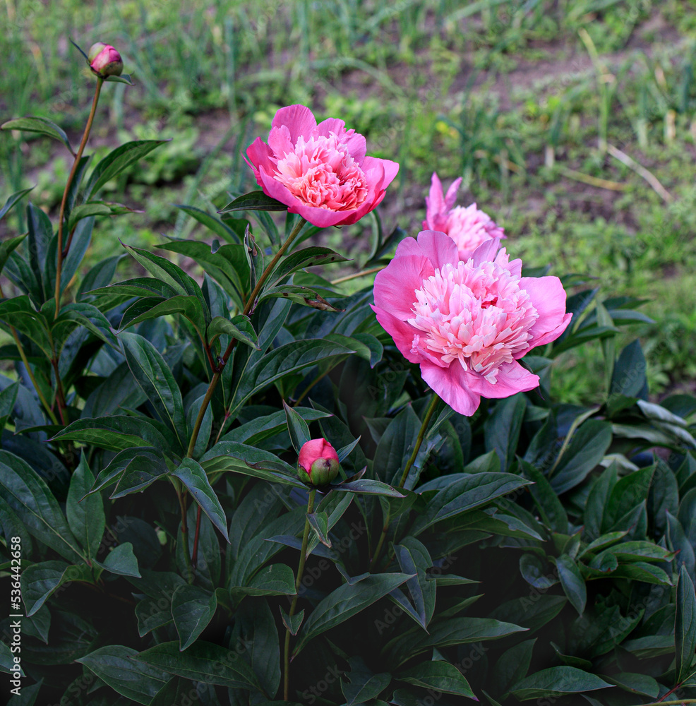bush with pink peonies against a blurred background bush with pink peonies against a blurred background