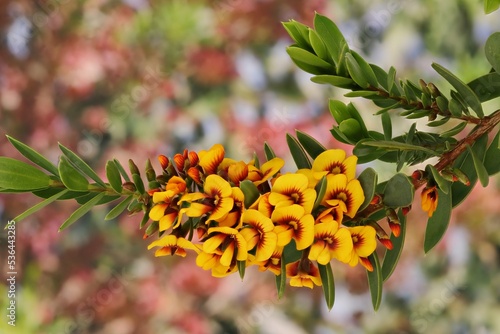 Isolated stem of Egg and Bacon Plant (Eutaxia obovata) flowers and foliage photo