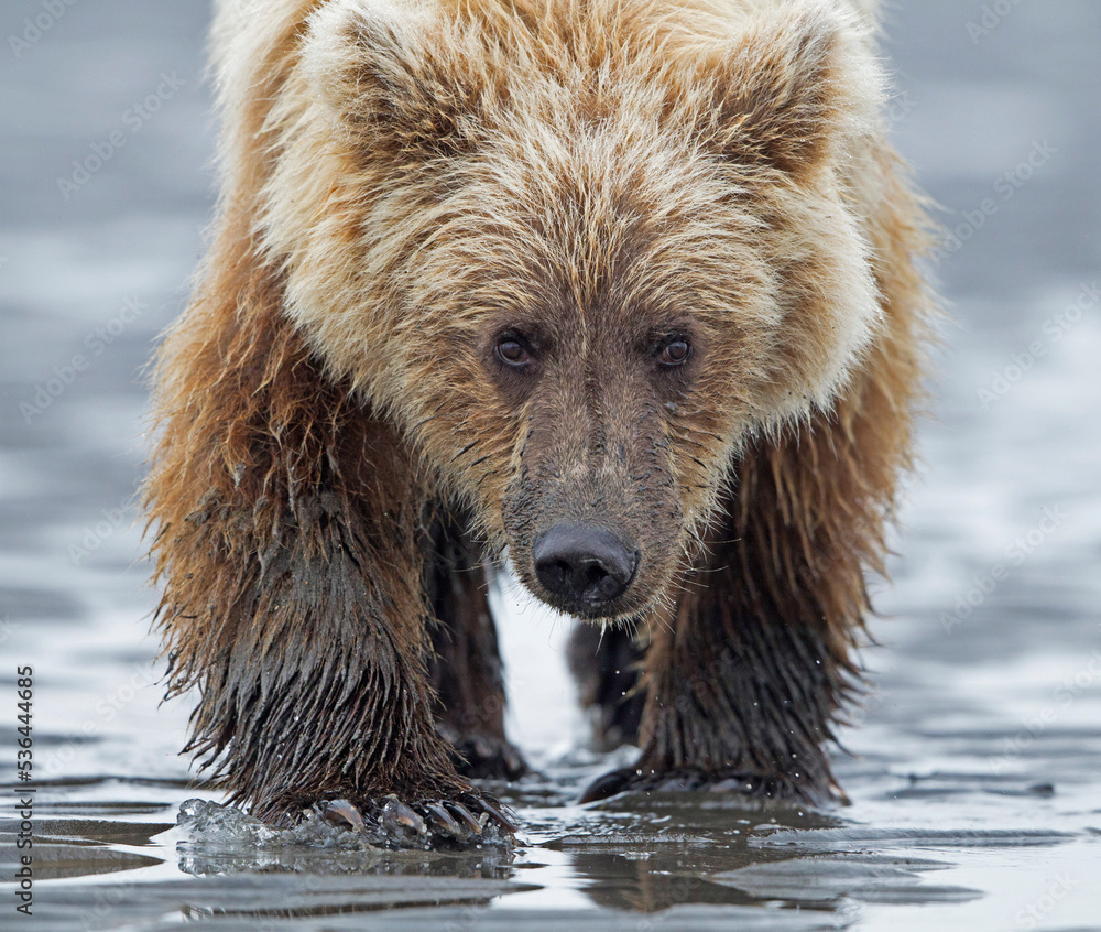 Obraz premium Grizzly Stare