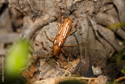 Besouro Eburodacrys dubitata photo