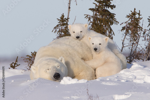 polar bear cubs and mom