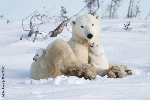 polar bear mom and cubs in the snow