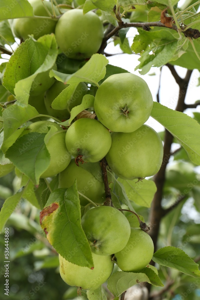 Green apples and leaves on tree branch in garden