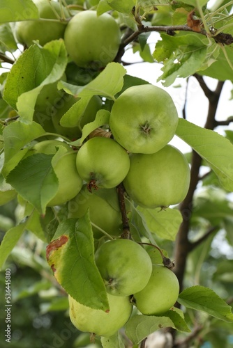 Green apples and leaves on tree branch in garden