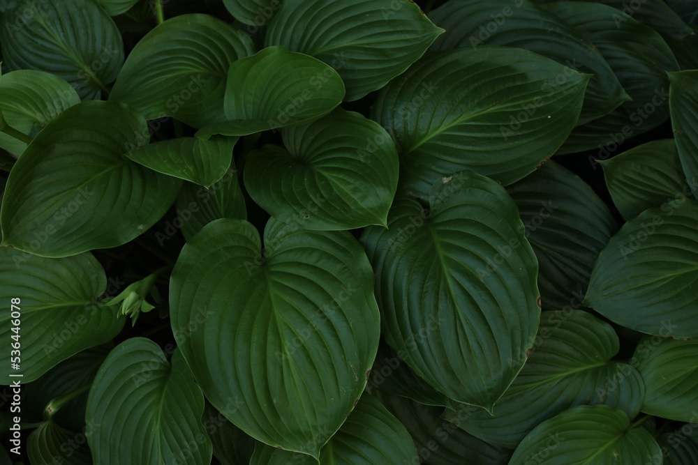 Beautiful hosta plantaginea with green leaves in garden, top view