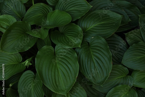 Beautiful hosta plantaginea with green leaves in garden, top view