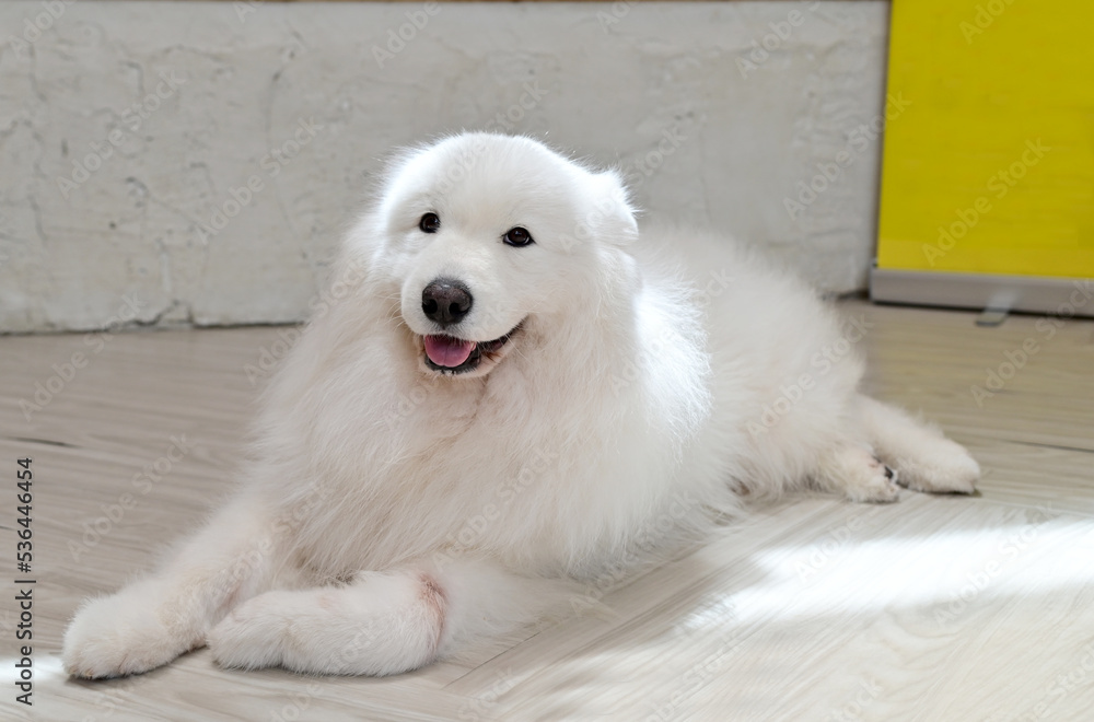 Closeup of  Front and side photographs of foreign dog breeds inside a pet shop in Thailand.