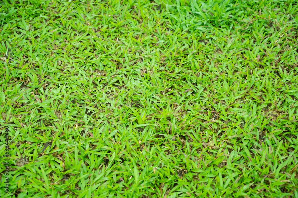 grass field background, green nature grass field background, green nature