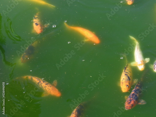 goldfish in the water © Katia Regina 