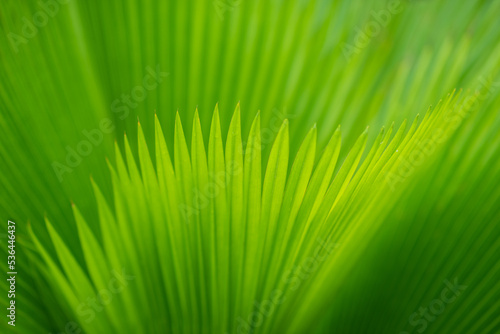 soft focus with green leaves natural background wallpaper, texture of leaf, leaves with space for text