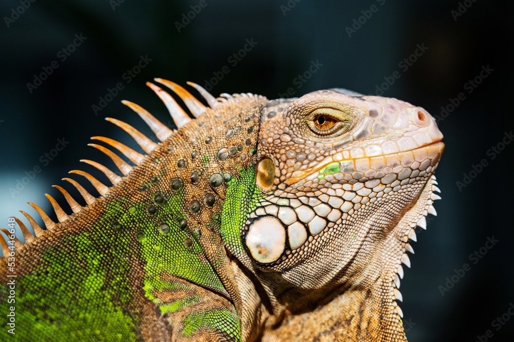Fototapeta premium lizard, animal, green lizard with blur background
