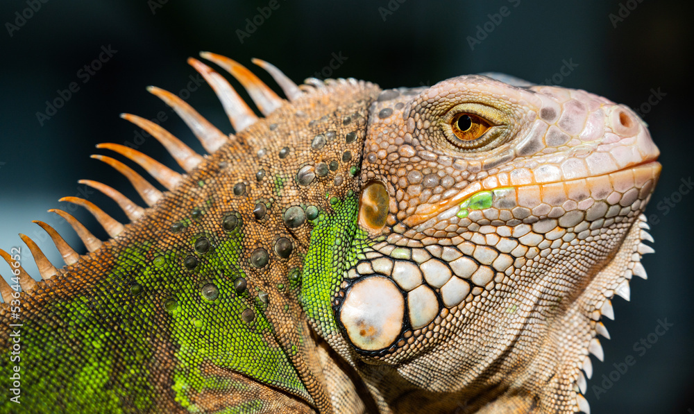 Obraz premium lizard, animal, green lizard with blur background