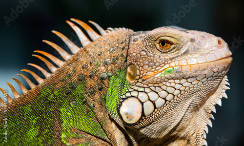 lizard  animal  green lizard with blur background