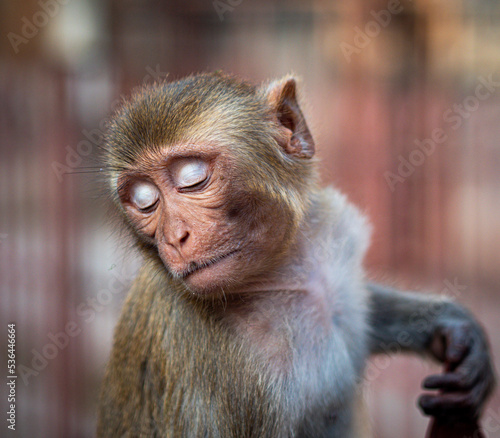 Vászonkép Monkey with close eyes at temple in Jaipur, India