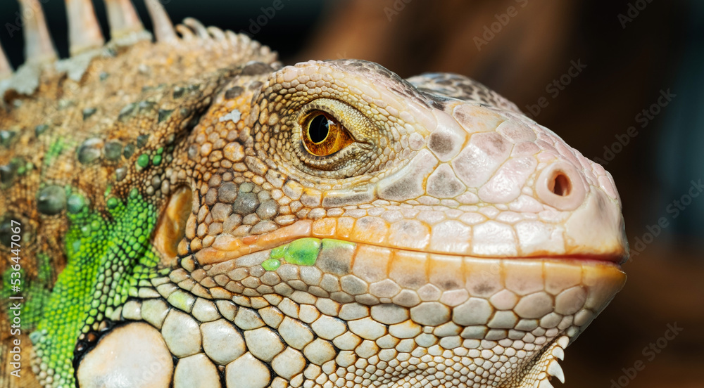 lizard, animal, green lizard with blur background lizard, animal, green lizard with blur background