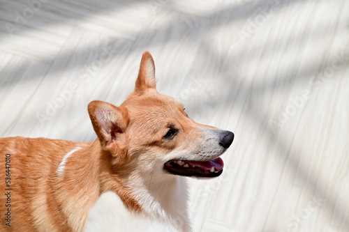 Closeup of Foreign Dogs Breeds lying on the cement floor Inside a pet shop in Thailand.