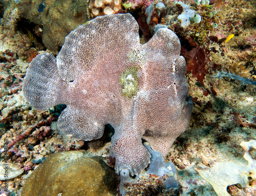 A grey frogfish on a soft coral Boracay Island Philippines photo