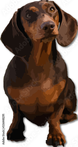 portrait of a dachshund © Crazy4dachshunds