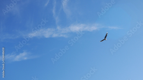 bird soaring in the blue sky