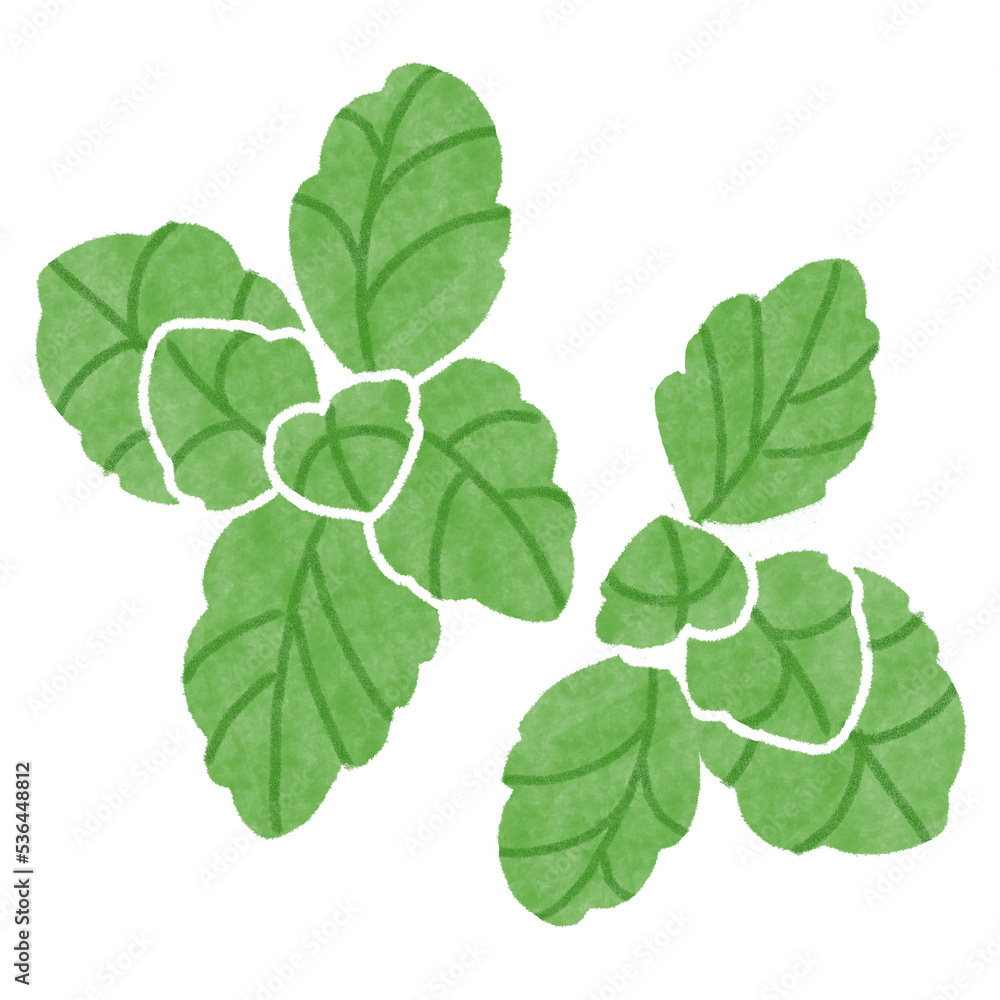 ミントのイラスト