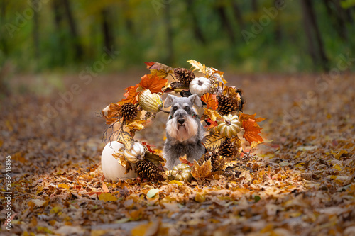 Fototapeta Naklejka Na Ścianę i Meble -  dog with fall autumn wreath decoration in forest