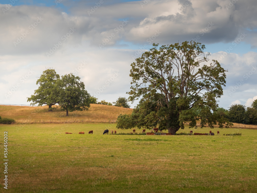 Fototapeta premium Hereford landscape with cows