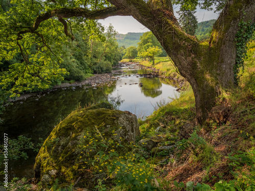 river in the woods