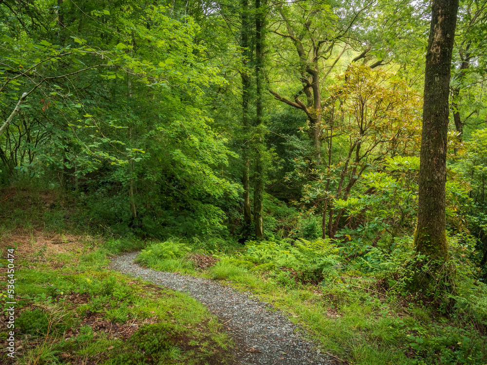 path in the woods path in the woods