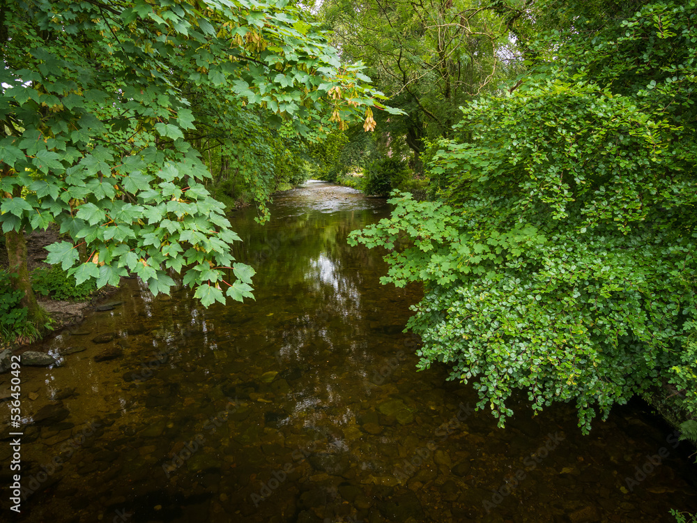 Fototapeta premium River in the Forest