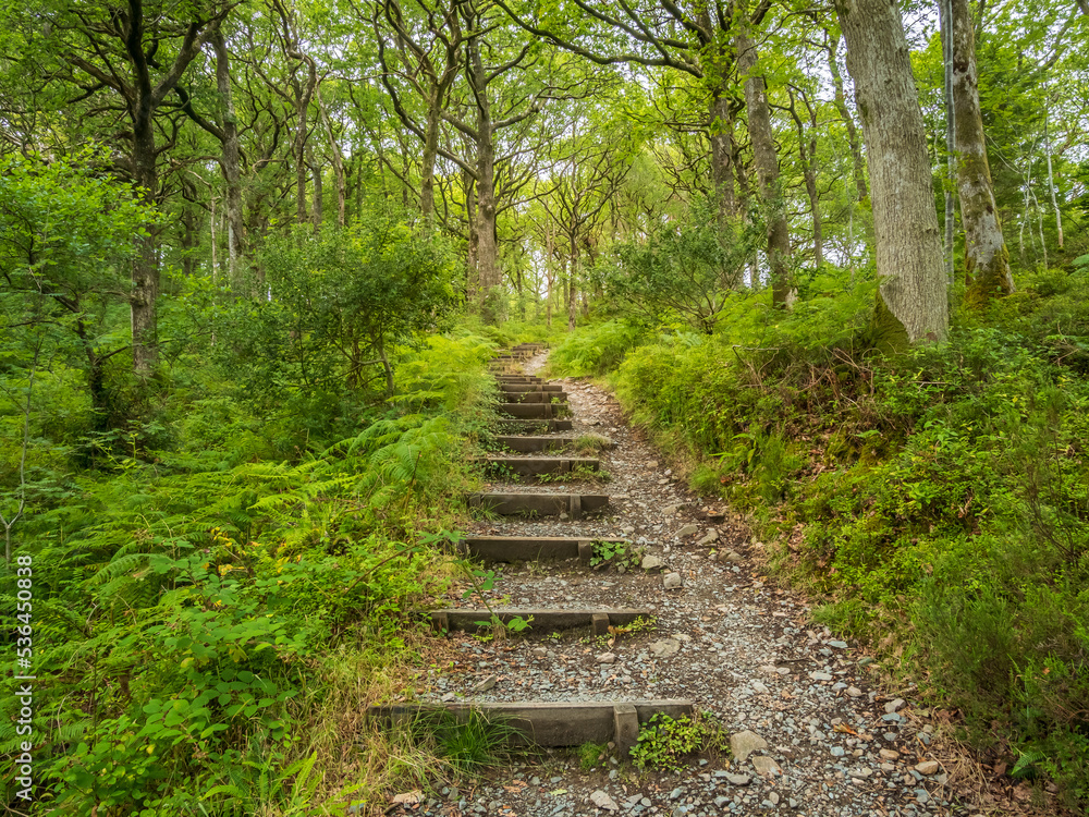 Obraz premium stairs in the forest on the West Highland Way