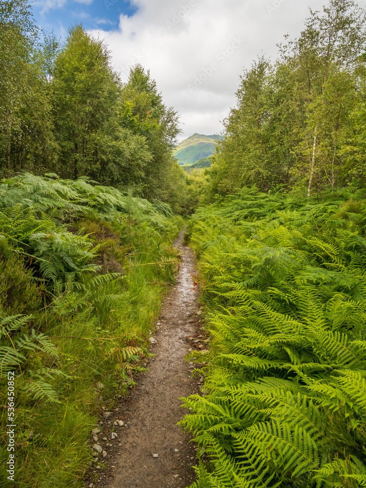 Vertical Frame of Track Through the Forest to the Mountains Vertical Frame of Track Through the Forest to the Mountains