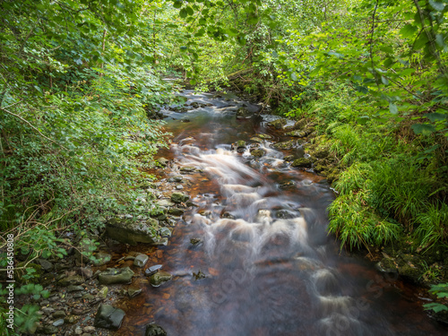 stream in the forest