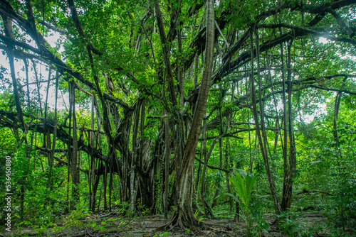 Green tropical  huge Fig Tree  Ficus sp.   with aerial roots in Peleliu island  Palau  Pacific