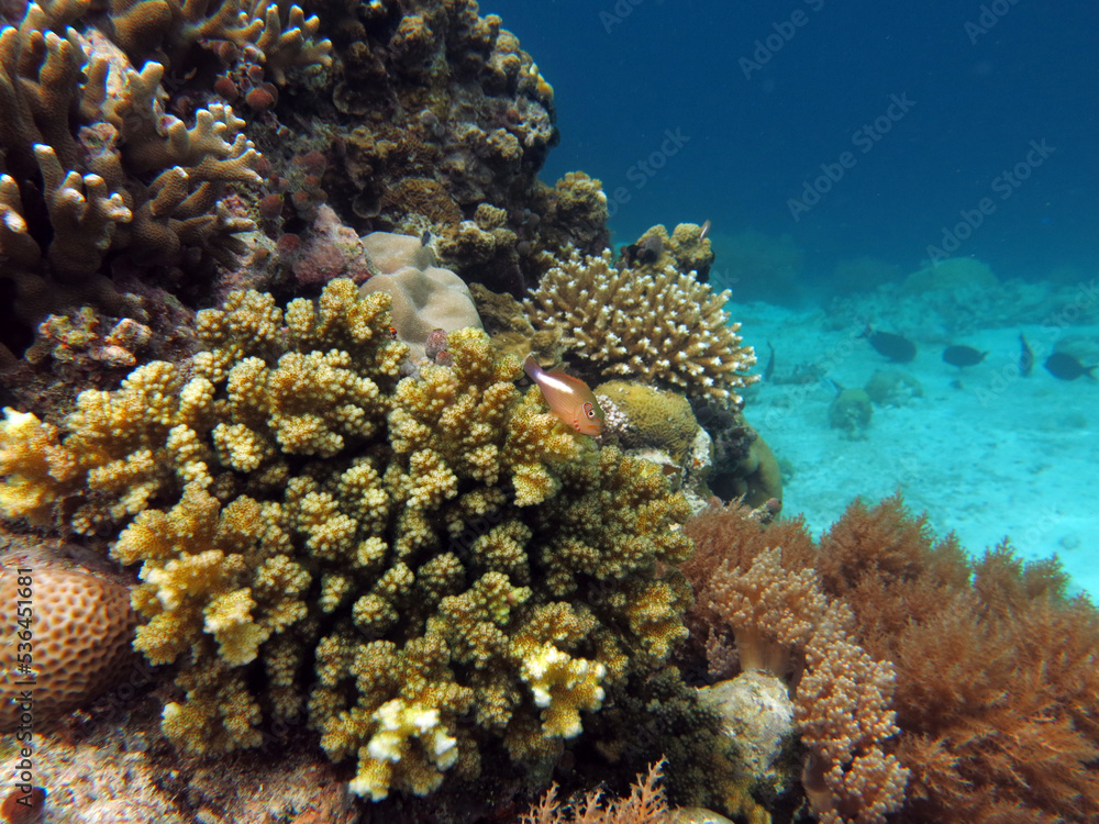 Underwater photo, Tiny Colorful Arc-eye hawkfish (Paracirrhites arcatus) is sitting on the stony coral in Rock Island Southern Lagoon, Koror state, Palau, Pacific Underwater photo, Tiny Colorful Arc-eye hawkfish (Paracirrhites arcatus) is sitting on the stony coral in Rock Island Southern Lagoon, Koror state, Palau, Pacific