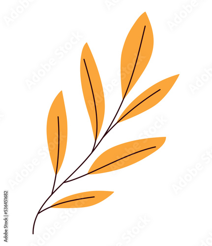 orange fall branch