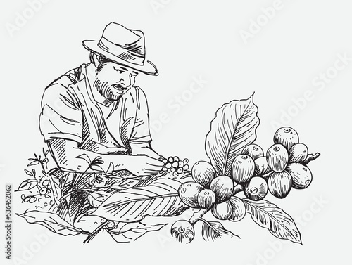 coffee picker of ink and watercolor illustration for label packaging design and advertising banner